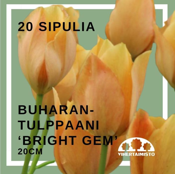 BUHARANTULPPAANI 'BRIGHT GEM' Tulipa batalinii 'Bright Gem' 20 sipulia 20 sipulia pussissa