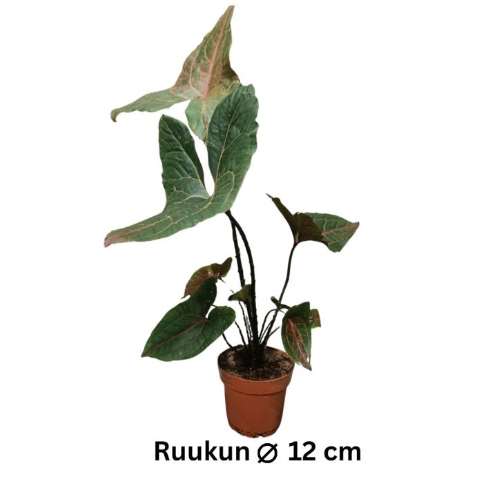 VEHKA Cyrtosperma johnstonii P12 Punertavalehtinen huonekasvi / HUOM! Lue koko kuvaus VEHKA Cyrtosperma johnstonii P12 Punertavalehtinen huonekasvi / HUOM! Lue koko kuvaus