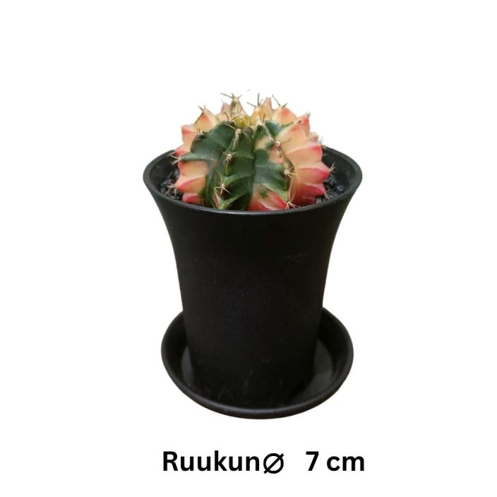 PALLEROKAKTUS 'VARIEGATA' Gymnocalycium michanovichii 'Variegata' P7 TULOSSA 10.2. / Kirjava pallerokaktus PALLEROKAKTUS 'VARIEGATA' Gymnocalycium michanovichii 'Variegata' P7 TULOSSA 10.2. / Kirjava pallerokaktus