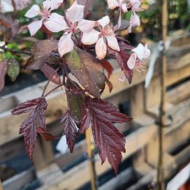 KORISTEOMENA 'MUSTA RUDOLF' Malus 'Musta Rudolf'