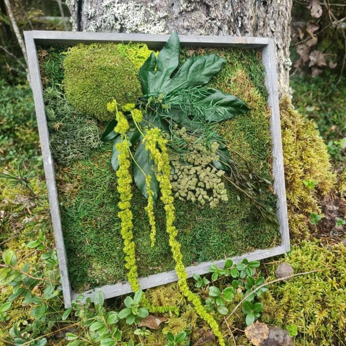 SAMMALTAULU 02, nelio Pieni pala metsaa huoneesi seinalle. Kehyksen koko 30x30 cm SAMMALTAULU 02, nelio Pieni pala metsaa huoneesi seinalle. Kehyksen koko 30x30 cm