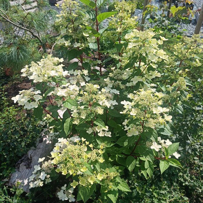 SYYSHORTENSIA 'WIM'S RED'Hydrangea paniculata 'Wim's Red' At 3 L Hortensia, jonka valkoiset kukat punertuvat syksyn SYYSHORTENSIA 'WIM'S RED'Hydrangea paniculata 'Wim's Red' At 3 L Hortensia, jonka valkoiset kukat punertuvat syksyn