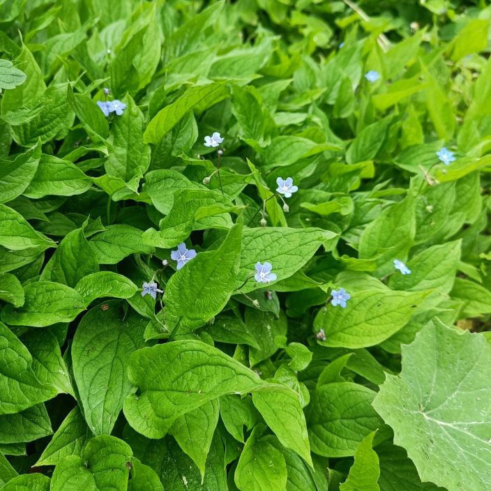 KEVATKAIHONKUKKA Omphalodes verna P10 Sinikukkainen alkukesan kukkija KEVATKAIHONKUKKA Omphalodes verna P10 Sinikukkainen alkukesan kukkija