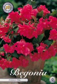 MUKULABEGONIA 'PENDULA PINK' mukula 3 kpl