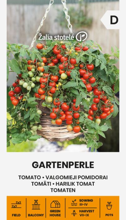 Amppelitomaatti 'Garten Perle' Kompakti, pienia hedelmia tuottava tomaattilajike Amppelitomaatti 'Garten Perle' Kompakti, pienia hedelmia tuottava tomaattilajike