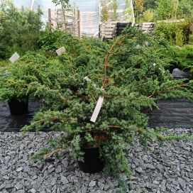 KIINANKATAJA 'BLUE ALPS' Juniperus chinensis 'Blue Alps' 30-40 cm