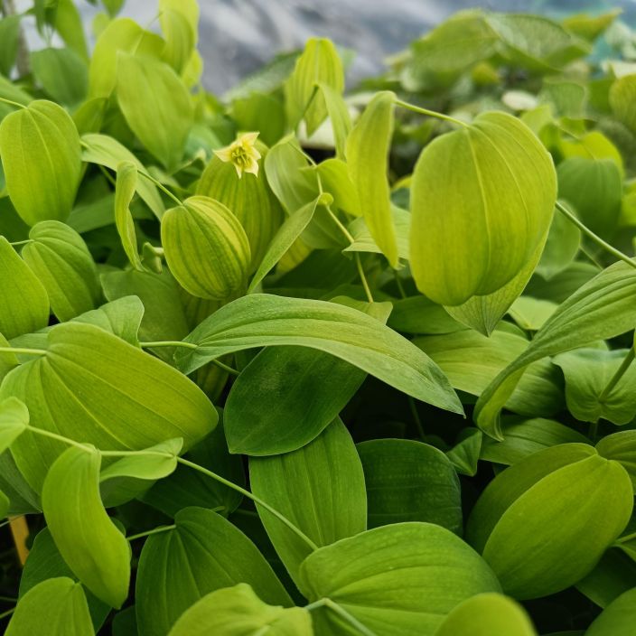 Uvularia grandiflora, Keltakielokki VAIN NOUTO Uvularia grandiflora, Keltakielokki VAIN NOUTO