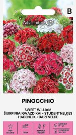 Harjaneilikka 'Pinocchio'