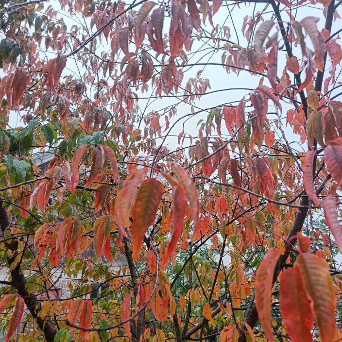 PILVIKIRSIKKA Prunus pensylvanica 125-150 cm Toukokuussa valkoisena kukkiva koristepuu, joka menestyy kylmissakin oloissa. /