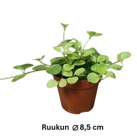 PENNIMUORI Peperomia rotundifolia P8,5