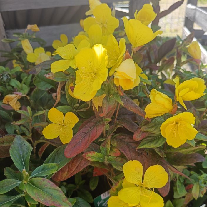 LOISTOHELOKKI Oenothera pilosella 'Yella Fella' P10 LOISTOHELOKKI Oenothera pilosella 'Yella Fella' P10