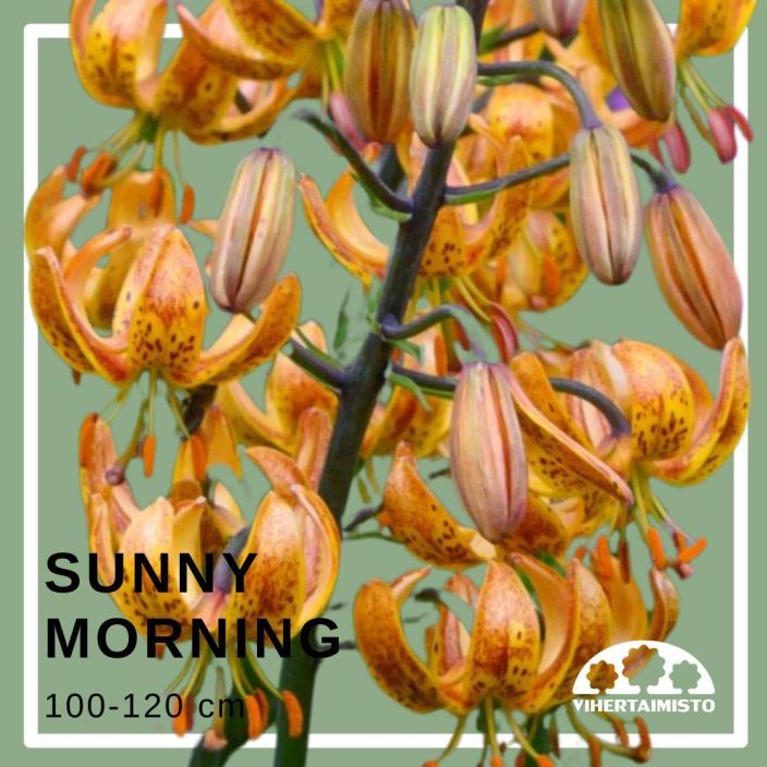 MARHANLILJA / VARJOLILJA 'SUNNY MORNING' Lilium martagon-r 'Sunny Morning' 2 sipulia Oranssikukkainen, korkea sipulikukka /