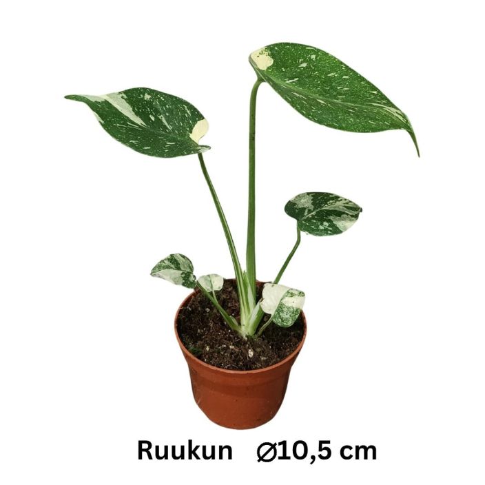 PEIKONLEHTI 'THAI CONSTELLATION' Monstera deliciosa 'Thai Constellation' P10 Erikoispeikko, jonka lehdet ovat kirjavat