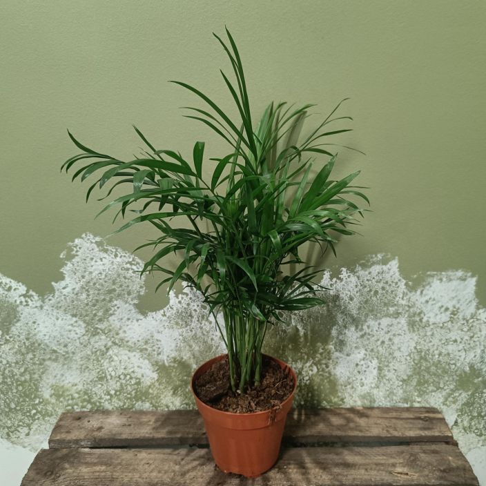 SIROVUORIPALMU Chamaedorea elegans P12 Kotioloissa yleensa pienena pysyva palmu. SIROVUORIPALMU Chamaedorea elegans P12 Kotioloissa yleensa pienena pysyva palmu.