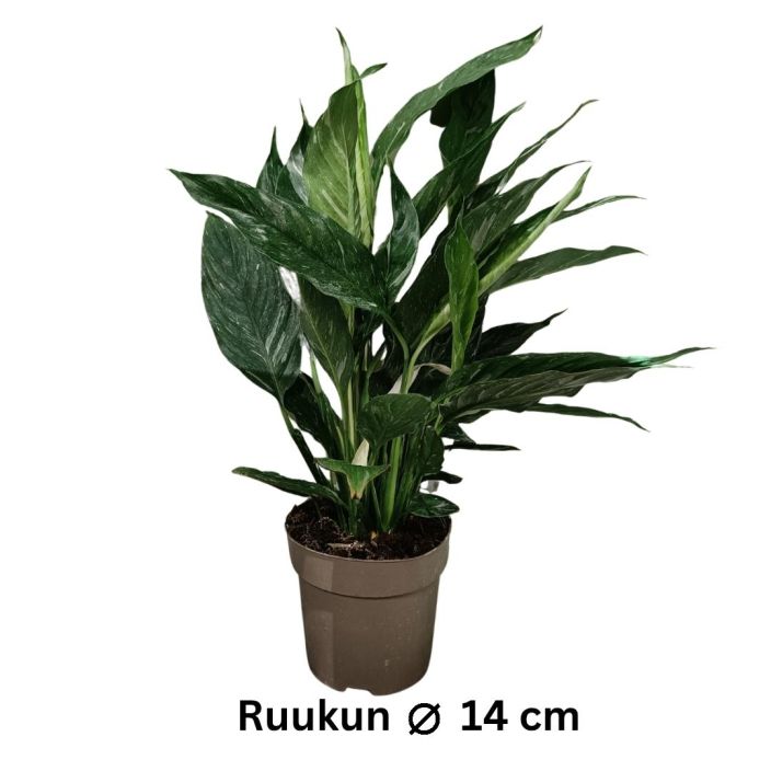 VIIRIVEHKA 'DIAMOND' Spathiphyllum wallisii 'Diamond' P14 Viirivehkan kirjavalehtinen lajike VIIRIVEHKA 'DIAMOND' Spathiphyllum wallisii 'Diamond' P14 Viirivehkan kirjavalehtinen lajike