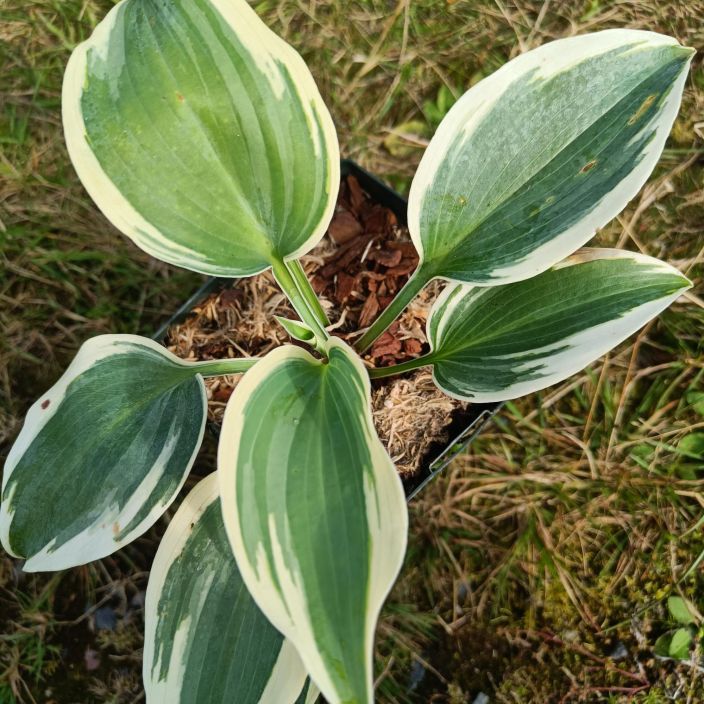 KUUNLILJA 'FIRN LINE' Hosta 'Firn Line' P11 Kuunlilja, jonka lehdissa on leveat, valkoiset reunukset. KUUNLILJA 'FIRN LINE' Hosta 'Firn Line' P11 Kuunlilja, jonka lehdissa on leveat, valkoiset reunukset.