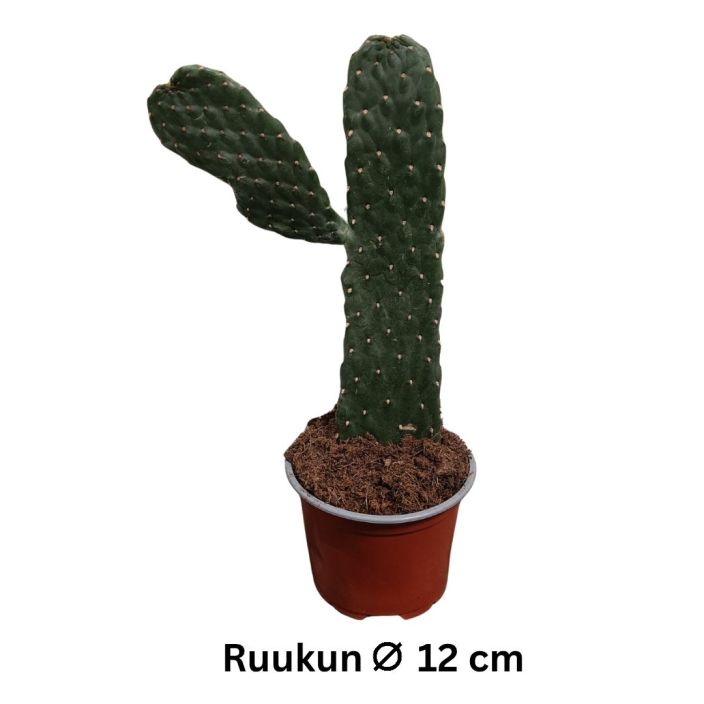 KAKTUS Consolea rubescens P12 Lahes piikiton kaktus, joka nayttaa silta, etta se moikkaa KAKTUS Consolea rubescens P12 Lahes piikiton kaktus, joka nayttaa silta, etta se moikkaa