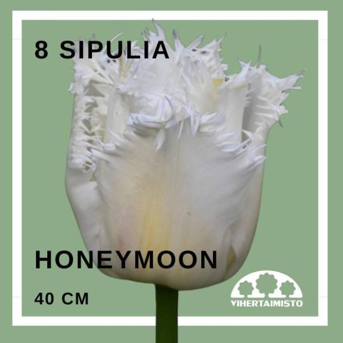 TULPPAANI 'HONEYMOON' Tulipa 'Honeymoon' 8 sipulia 8 sipulia pussissa