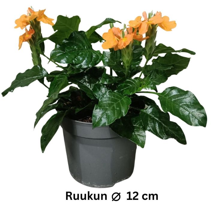 TAIKURINKUKKA Crossandra P12 Oranssikukkainen huonekasvi / HUOM! Lue koko kuvaus TAIKURINKUKKA Crossandra P12 Oranssikukkainen huonekasvi / HUOM! Lue koko kuvaus