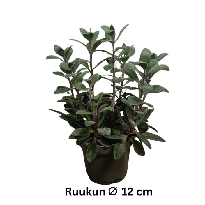 VILLAKKO 'RED CAP' Senecio 'Red Cap' P12 VILLAKKO 'RED CAP' Senecio 'Red Cap' P12