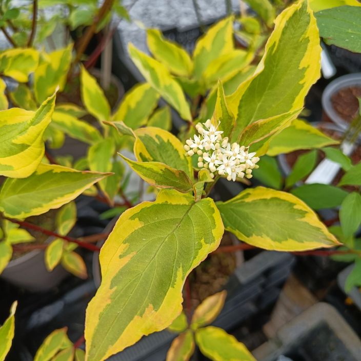 KELTAKIRJOKANUKKA Cornus alba 'Gouchaultii' At 3 L Kanukka, jolla keltainen runko ja keltareunaiset, vihreat lehdet. / VAIN KELTAKIRJOKANUKKA Cornus alba 'Gouchaultii' At 3 L Kanukka, jolla keltainen runko ja keltareunaiset, vihreat lehdet. / VAIN