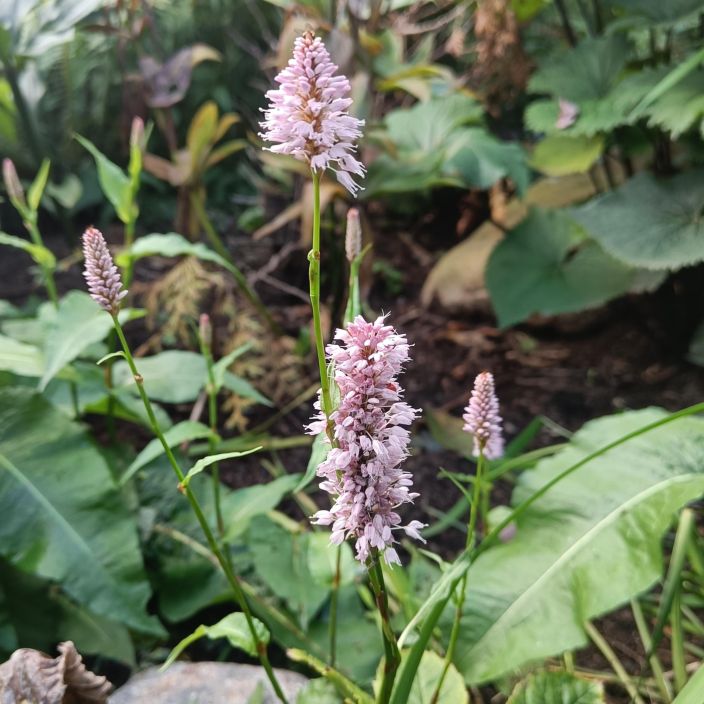 KONNANTATAR Bistorta officinalis P11 Vaaleanpunakukkainen ja isolehtinen kasvi melkeinpa paikkaan kuin paikkaan KONNANTATAR Bistorta officinalis P11 Vaaleanpunakukkainen ja isolehtinen kasvi melkeinpa paikkaan kuin paikkaan
