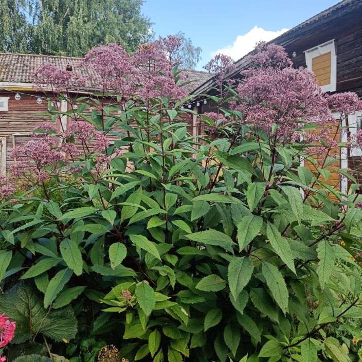 TAPLAPUNALATVA 'GATEWAY' Eupatorium 'Gateway' P14 Hyva porriaiskasvi TAPLAPUNALATVA 'GATEWAY' Eupatorium 'Gateway' P14 Hyva porriaiskasvi