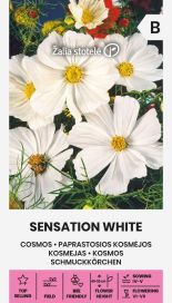 Kosmoskukka 'Sensation White'
