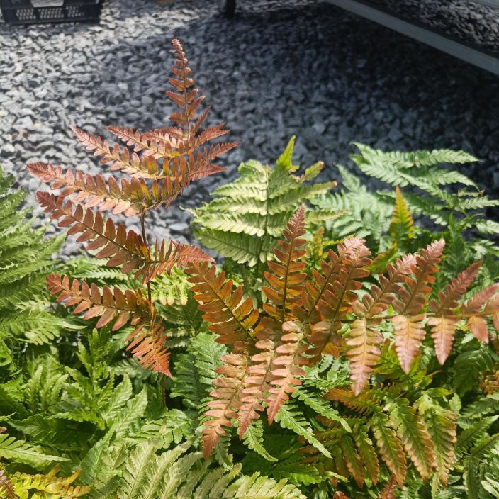 RUSKA-ALVEJUURI Dryopteris erythorosa P12 Saniainen, jonka uudet lehdet ovat rusehtavia. Suojaa talveksi! RUSKA-ALVEJUURI Dryopteris erythorosa P12 Saniainen, jonka uudet lehdet ovat rusehtavia. Suojaa talveksi!