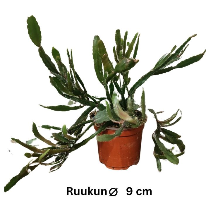 KORALLIKAKTUS Rhipsalis agudoensis P9 Lituskalehtinen korallikaktus, joka kukkiessaan tekee valkoisia kukkia KORALLIKAKTUS Rhipsalis agudoensis P9 Lituskalehtinen korallikaktus, joka kukkiessaan tekee valkoisia kukkia