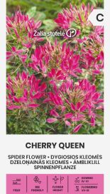 Hämähäkkikukka 'Cherry Queen'
