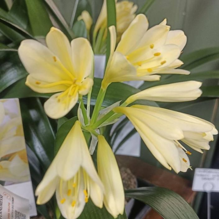 KLIIVIA / PUNASARJA KELTAKUKKAINEN Clivia miniata 'Yellow' P13 Keltakukkainen kliivia