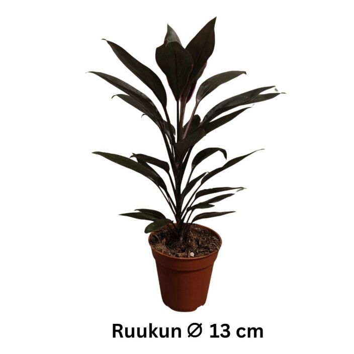 VERILILJAPUU 'TANGO' Cordyline fruticosum 'Tango' P13 Nayttava, pystykasvuinen huonekasvi VERILILJAPUU 'TANGO' Cordyline fruticosum 'Tango' P13 Nayttava, pystykasvuinen huonekasvi