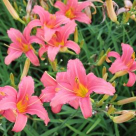 TARHAPÄIVÄNLILJA 'PINK DAMASK' Hemerocallis 'Pink Damask' P10