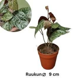 (AITO-/HELO-) PIPPURI Piper ornatum P9