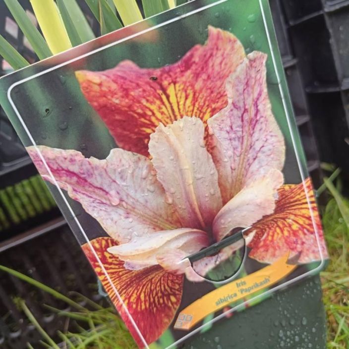 LOISTOKURJENMIEKKA 'PAPRIKSH' Iris sibirica 'Paprikash' P11 Oranssi kurjenmiekka LOISTOKURJENMIEKKA 'PAPRIKSH' Iris sibirica 'Paprikash' P11 Oranssi kurjenmiekka