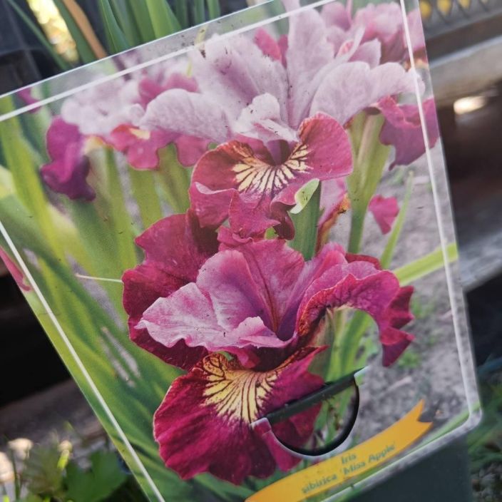 Iris sibirica ´Miss Apple´,loistokurjenmiekka VAIN NOUTO Iris sibirica ´Miss Apple´,loistokurjenmiekka VAIN NOUTO