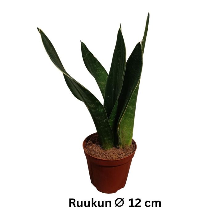 ANOPINKIELI 'DARK DIAMOND' Dracaena (ent. Sansevieria) 'Dark Diamond' P12 Tummanvihrealehtinen anopinkieli, jossa vaaleampia ANOPINKIELI 'DARK DIAMOND' Dracaena (ent. Sansevieria) 'Dark Diamond' P12 Tummanvihrealehtinen anopinkieli, jossa vaaleampia