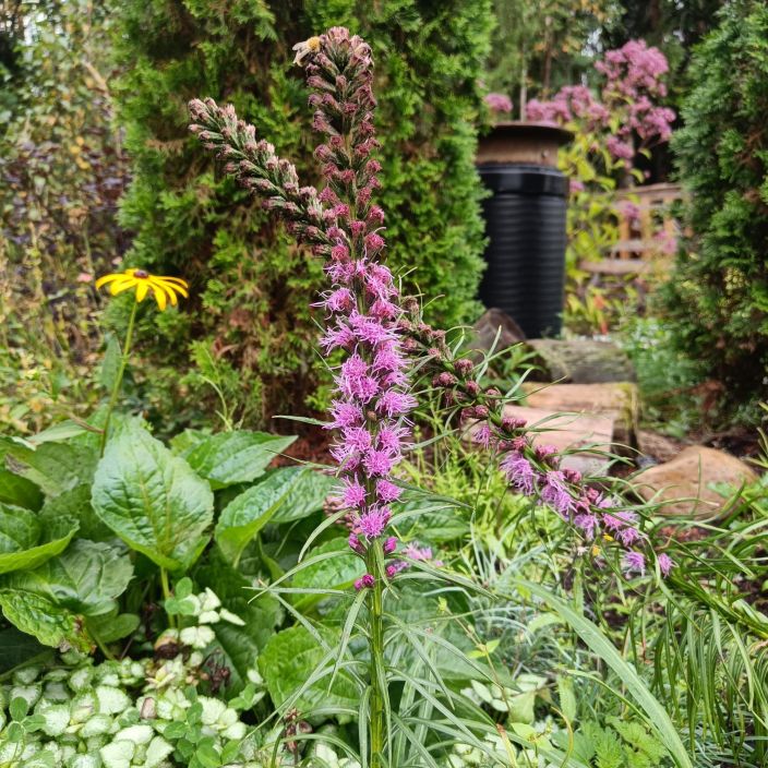 NOROPUNATAHKA 'FLORISTAN VIOLET' Liatris spicata 'Floristan Violet' P10 Porriaisten rakastama, perinteinen perenna NOROPUNATAHKA 'FLORISTAN VIOLET' Liatris spicata 'Floristan Violet' P10 Porriaisten rakastama, perinteinen perenna