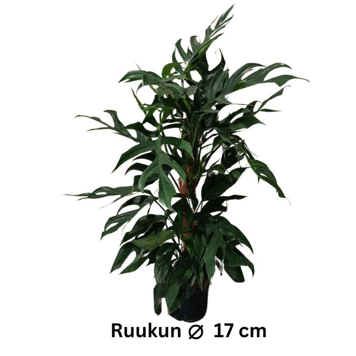 KULTAKOYNNOS 'BALTIC BLUE' Epipremnum pinnatum 'Baltic Blue' P17 + kookostolppa Jo isoksi kasvanut, isoja ja liuskottuneita