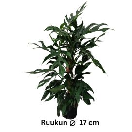 KULTAKÖYNNÖS 'BALTIC BLUE' Epipremnum pinnatum 'Baltic Blue' P17 + kookostolppa