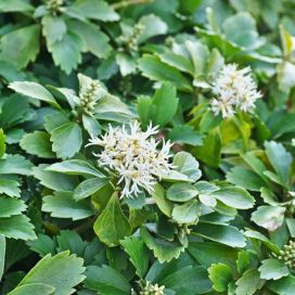 VARJOYRTTI Pachysandra terminalis P10