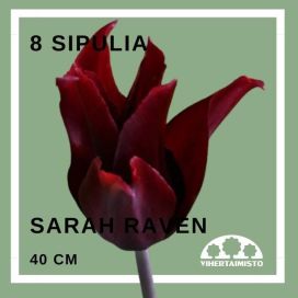 TULPPAANI 'SARAH RAVEN' Tulipa 'Sarah Raven' 8 sipulia
