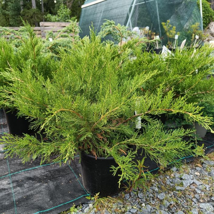 TARHAKATAJA 'MINT JULEP' Juniperus x pfitzeriana 'Mint Julep' 30-40 cm Ylaviistoon kasvava havupensas TARHAKATAJA 'MINT JULEP' Juniperus x pfitzeriana 'Mint Julep' 30-40 cm Ylaviistoon kasvava havupensas