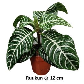 ISOLEOPOLDINKUKKA 'DANIA' Aphelandra squarrosa 'Dania' P12