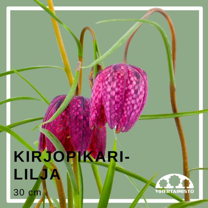 KIRJOPIKARILILJA Fritillaria meleagris 15 sipulia 15 sipulia pussissa