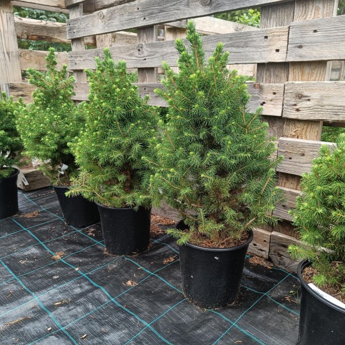 KARTIOVALKOKUUSI 'CONICA' Picea glauca 'Conica' 40-50 cm Kartiomainen, tuuhea kaapiokuusi / VAIN NOUTO