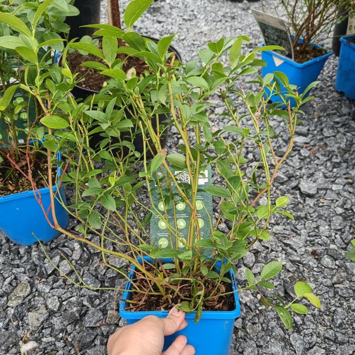 PENSASMUSTIKKA 'AINO' Vaccinium angustifolium-r. 'Aino' Pensasmustikka, joka tuottaa suuria makeita marjoja. PENSASMUSTIKKA 'AINO' Vaccinium angustifolium-r. 'Aino' Pensasmustikka, joka tuottaa suuria makeita marjoja.