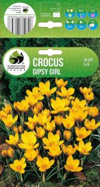 KROOKUS 'GIPSY GIRL' Crocus 'Gipsy Girl' 10 sipulia