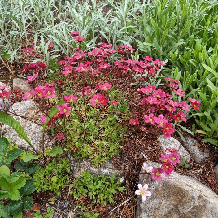 PATJARIKKO 'PURPURTEPPICH' Saxifraga x arendsii 'Purpurteppich' P10 Kevaalla kukkiva maanpeiteperenna aurinkoiseen paikkaan PATJARIKKO 'PURPURTEPPICH' Saxifraga x arendsii 'Purpurteppich' P10 Kevaalla kukkiva maanpeiteperenna aurinkoiseen paikkaan